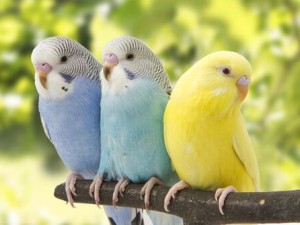 Evde Ku? Nas?l Bak?l?r